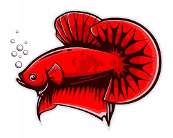 Red Betta Fish Splendens Di 2020 Binatang Ikan Cupang Burung Cantik