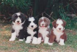 Bearded Collie Puppies All The Colours Bearded Collie Puppies Bearded Collie Collie Puppies