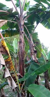 Check spelling or type a new query. Pisang Kidang Ciri Ciri Harga Pohon Serta Nama Lain Dan Ilmiahnya Jenis Pisang Dan Manfaatnya