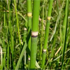 Image result for Equisetaceae