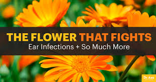 Maybe you would like to learn more about one of these? Marigolds Health Benefits And How To Use Dr Axe