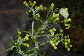 Image result for Senecio cryphiactis