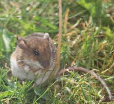 Die feldmaus besitzt einen feinen kopf und lang gestreckten körper mit kleinen füßen. Faule Feldmaus Notizen Vom Dorf