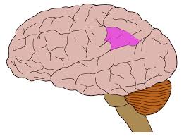 Image result for Parietal Lobe