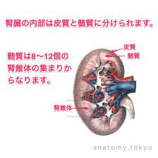 腎臓の内部は皮質と髄質にわけられる 解答 腎臓の内部は皮質と髄質に分けられます 解剖学 泌尿器系 腎臓 皮質 髄質 一問一答 https www anatomy tokyo oqoa e3 80 90 e4 b8 80 e5 95 8f 解剖学 看護ノート ライフハッカー