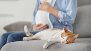 Zum einen ist ein deutliche anschwellungen der zitzen am bauchbereich zu sehen, welche sich außerdem ziemlich rosa färben. Katze Und Schwangerschaft Der Frau Herz Fuer Tiere De