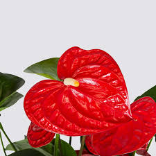 I have been reading all sorts of tips and i always pop on to their forums and look for tips on what to do in certain situations. Anthurium Tail Flower Indoor Plants In London Patch