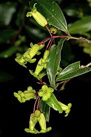 Image result for Peddiea