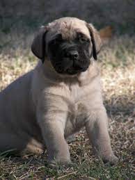 Championship sired english mastiff puppies for sale @ $2,500 avail jul 28 apricot: Mastiff Puppies For Sale Two Ponds Kennel