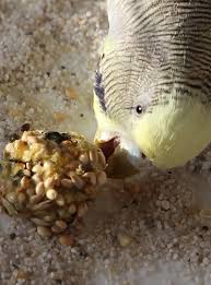 Wellensittichkekse Selber Machen Wellensittiche Blog Sittich Wellensittich Wellensittich Futter