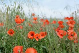 Bei fliederfarbenem mohn nehme ich an, dass es sich um papaver somniferum handelt. Mohn Im Garten Saen Und Pflegen Beetfreunde De