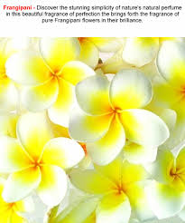 Frangipani Fragrance Candle Making Fragrance Fragrance Oil Making Candles Scented
