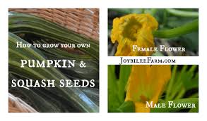 Spaghetti squash are monoecious, that is to say they have separate male(staminate) and female(pistillate) flowers. How To Grow Squash Seeds