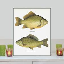 Crucian Carp | Animal Crossing Wiki | Fandom