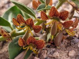 Image result for Cleome schimperi