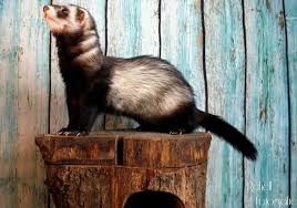 Ferrets unlimited charges $75 for a single ferret adoption8 , $125 for a bonded pair or $150 for a bonded triple. Ferret Petco Cost Cheap Buy Online