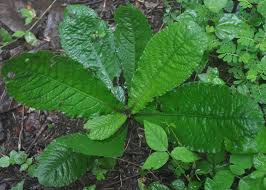 Image result for Elytraria acaulis