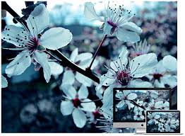 Flowers wallpapers hd sort wallpapers by: 60 Beautiful Flowers Wallpapers To Download Hongkiat