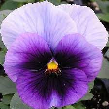 50 Pansy Viola Beaconsfield Flower Seeds Under The Sun Seeds Pansies Flowers Flower Seeds Pansies