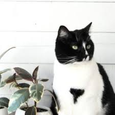 Herbs your cat will love. The Pet Safe Kitchen Leaf And Paw