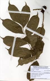 Image result for Lomariopsis guineensis