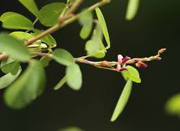 Image result for Grona ramosissima