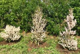 Image result for Coffea racemosa