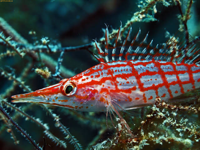 Longnose hawkfish • Oxycirrhites typus • Fish sheet