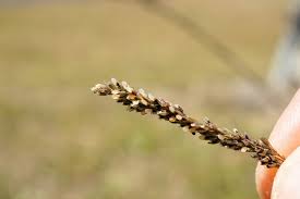 Image result for Sporobolus africanus