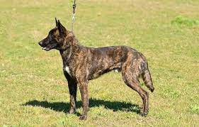 Dutch Shepherd Herder Ultimate Breed Guide Personality Health Exercise Etc