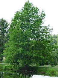 Image result for Taxodium