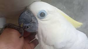 Kakak tua cerdas bisa menirukan semua suara. Cara Membedakan Jenis Kelamin Kakatua Ternak Ayam Hias Dan Burung Eksotis