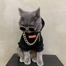 Supreme Style Black Woolen Sweatshirt Jacket Costume For Cats Pawsmeme Cute Cats And Kittens Cute Baby Cats Kittens In Costumes