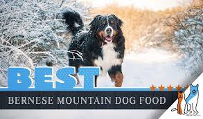15 Best Dog Foods For Bernese Mountain Dogs 2019 Feeding Guide