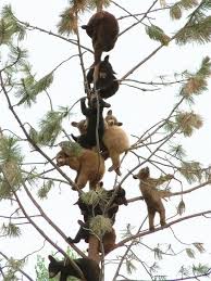This Tree Is Looking Pretty Bear Funny Animal Pictures Cute Animals Animal Pictures