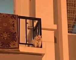 The trade in animal body parts for traditional medicine is a massive cycle that we have to break. Animals In Predicaments Sadcats