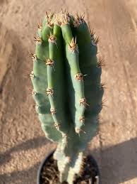 Image result for Cereus