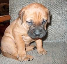 Give a home to this cute puppy. Litter Of 5 Bullmastiff Puppies For Sale In Old Town Fl Adn 29869 On Puppyfinder Com Gender Femal Bullmastiff Puppies For Sale Puppies For Sale Bull Mastiff