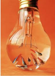 Orange Light Bulb Orange Aesthetic Orange Fish Orange Wallpaper