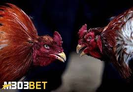 Gambar ayam ninja hd download now jenis jenis ayam petarung trah ninj. Sebagai Bobotoh Mari Ketahui Apa Saja Tanda Ayam Bangkok Aduan Super Dalam Arena Laga Ayambangkok Sabungayam Perawatanayambangkok Mentalayamba Ayam Bangkok