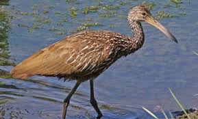 Birds That Start With Letter I 10 Amazing Animals That Start With The Letter L Amazing Photography Sea Birds Huge Dogs