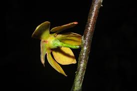 Image result for isolona lebrunii