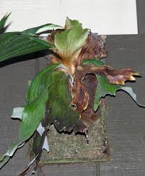 Image result for Platycerium stemaria