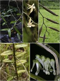 Image result for Solenangis conica