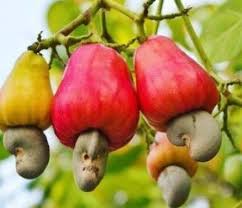 Berikut ini ada beberapa tips makanan untuk ibu hamil. Jambu Mede Manfaat Efek Samping Dan Tips Konsumsi Idn Medis