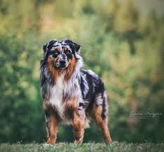 Fur babies never stay long enough. it's been several months, but i the median australian shepherd life expectancy is 9 years, but some do live significantly longer. Australian Shepherd Boys Allevamento Pastore Australiano