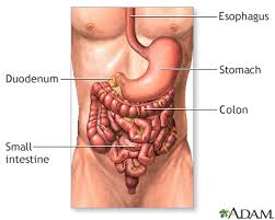 Image result for acholic stools human