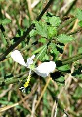 Image result for Hibiscus meyeri