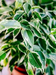 Image result for Ficus benjamina