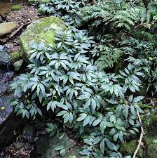 Image result for Elatostema monticola